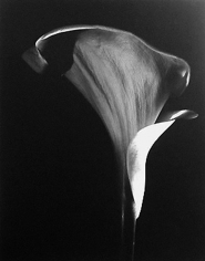 Len Prince, Calla Lily