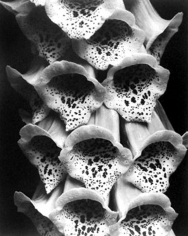 Edward Steichen, Foxgloves, France, 1926