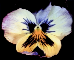 Lillian Bassman, Flower 37 (Multi-Colored Pansy), 2006