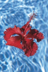 Isabella Ginanneschi, Liquid Bliss, 1993