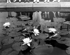 Edward Steichen, Lily Pond, Mount Kisco, New York c., 1935