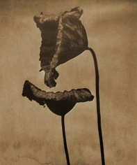 John Stewart, Double Lotus D, 1996