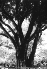 Isabella Ginanneschi, Shrine, 1998