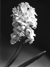 Len Prince, Hycacinth, 1990