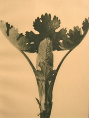 Karl Blossfedlt, Ferns