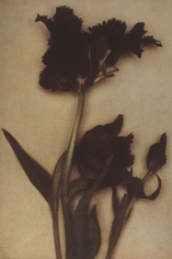 Sheila Metzner, Flower, 2000 (Black Parrot Tulip)