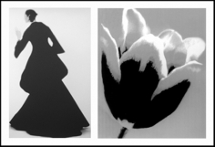 Lillian Bassman, Flower 31 (Black and White Tulip), 2006
