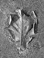 Isabella Ginanneschi, Dry Leaf, 2008