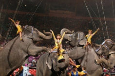 George Kalinsky, Circus Elephants, March 2004