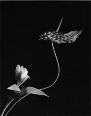 Horst P. Horst, Tulip with Anthurium, Oyster Bay, New York, 1989