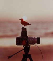 Bert Stern, Bird on a Hasselblad, 1956
