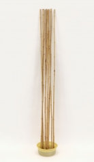 "Attempt at Resuscitation of Bamboo Canes", 1967