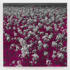 Berend Strik Magenta Garden, 2017