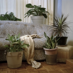 Christie Neptune Drapery and Plants in Grandma's Living Room, 2019 Digital chromogenic print 30 x 30 inches