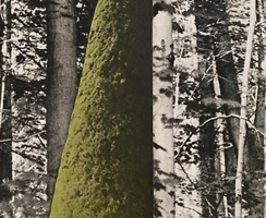 Eileen Neff