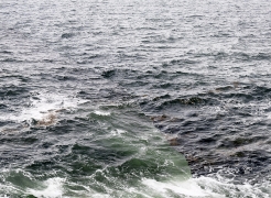Barry Stone - Daily, in a Nimble Sea