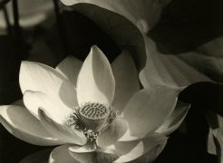 Edward Steichen