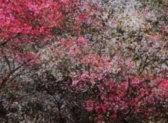SHOJA AZARI & SHAHRAM KARIMI: THE COLD EARTH SLEEPS BELOW
