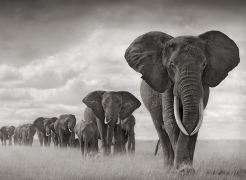 Nick Brandt
