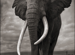 Nick Brandt