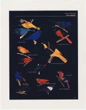 FRED TOMASELLI: Order Passeriformes (Black Version)