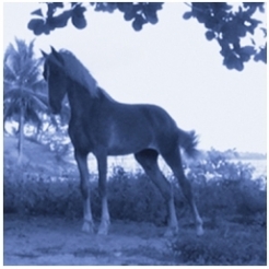 vieques horse portraits, David Krueger, DG Krueger, Test prints
