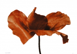 Denis Brihat