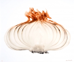 Vital Forms: A Celebration of Denis Brihat