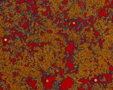 &nbsp;, FRED TOMASELLI