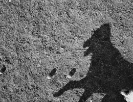 Thomas Roma: The Plato's Dogs Trilogy
