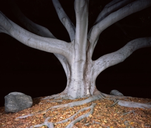 In Search of California Hang Trees