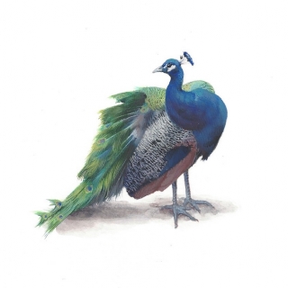 Dina Brodsky's Birds of a Feather: An Online Exclusive Exhibition