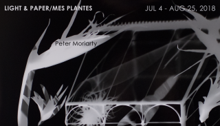 LIGHT & PAPER/MES PLANTES