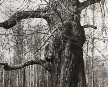 Henri LE SECQ (French, 1818-1882) Le chêne dénudé*, 1870s, paper negative 1850s Photolithograph