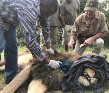 LION P.R.I.D.E. INITIATIVE