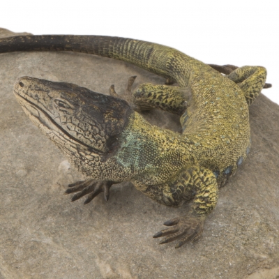 European Lizard
