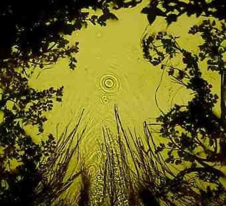 Susan Derges