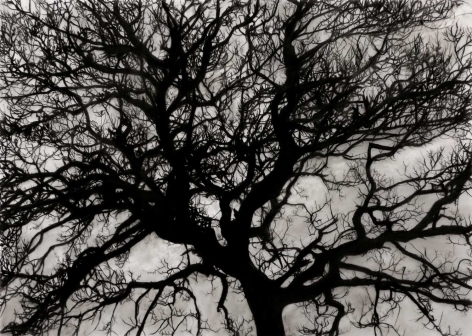 Robert Longo, Study of Tree November, 2017.