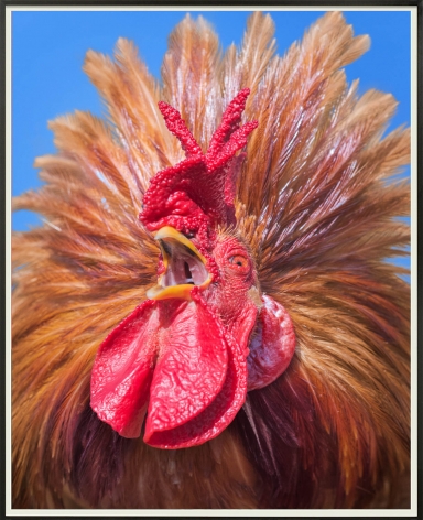 Heji Shin, BIG COCK 7, 2020.