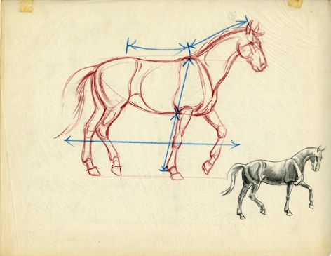 Corrected version of the Mark Shaw drawing of a horse