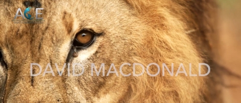 2018 ACE Award for Conservation Excellence Nominee-David Macdonald, Phd