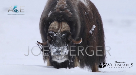 2018 ACE Award for Conservation Excellence Nominee-Joel Berger, Phd