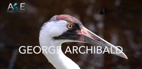 Banovich Wildscapes Foundation 2018 ACE Award for Conservation Excellence Nominee-George Archibald, PhD