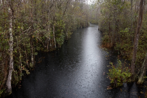 CATHERINE OPIE, Untitled #6 (Swamps), 2019