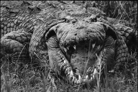 Peter Beard LARGE MUGGER CROCODILE, CIRCA 15-16 FEET, UGANDA, 1966 (Printed later)