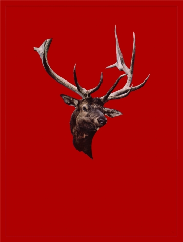 Sarah Charlesworth Stag, 1983-1984