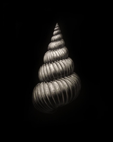 Wentletrap Shell incised painted aluminum