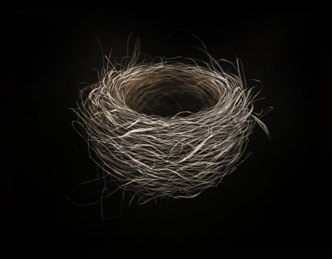 Nest, Summer 2017