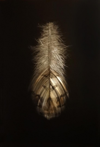 Grouse Feather II