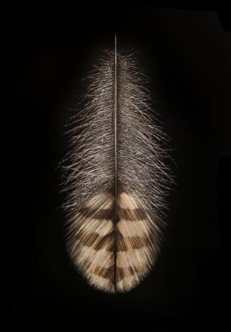 Quail Feather , 2016